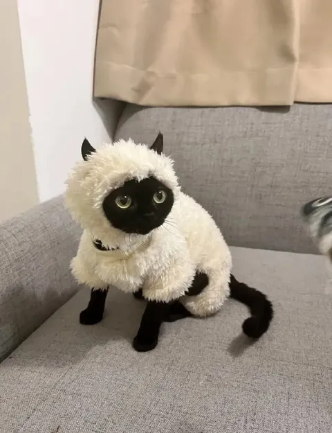 Кот в костюме овечки