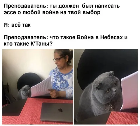 Кот пишет эссе о войне