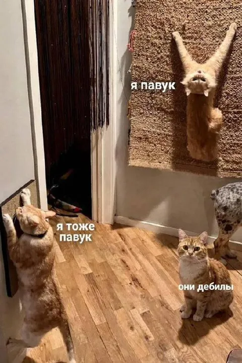 Коты думают, что они пауки