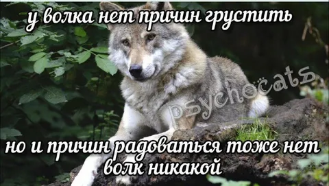У волка нет причин радоваться