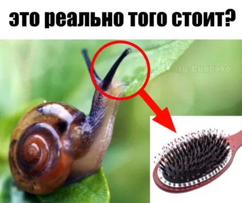 Улитка и расчёска