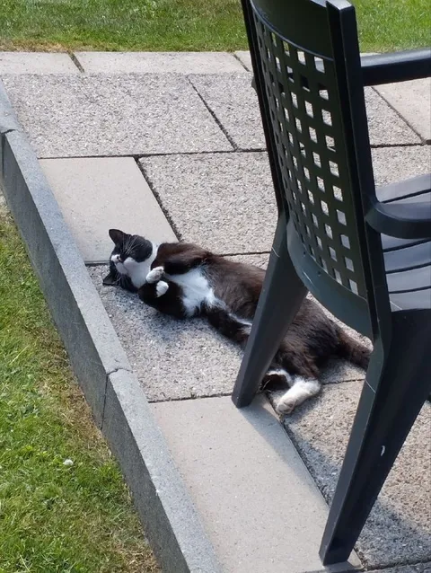 Кот прячется под стулом