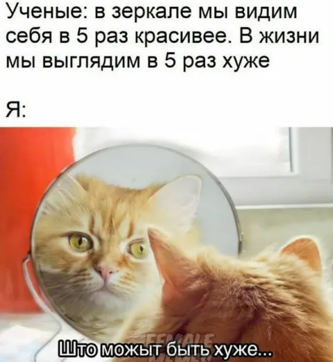 Кот смотрит на себя в зеркале