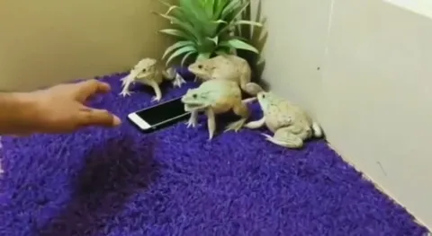 Лягушки защищают телефон