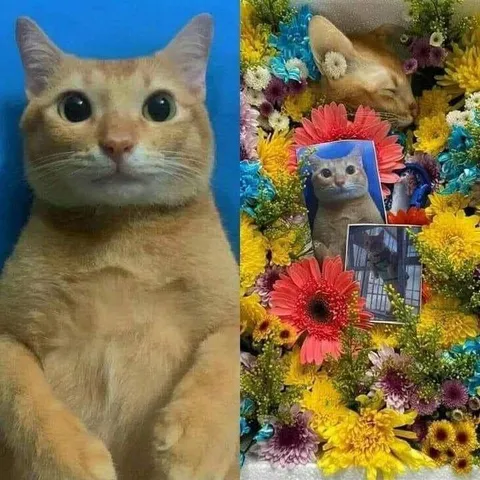 Кот живёт в цветах