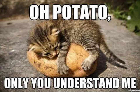 Cat Hugging a Potato