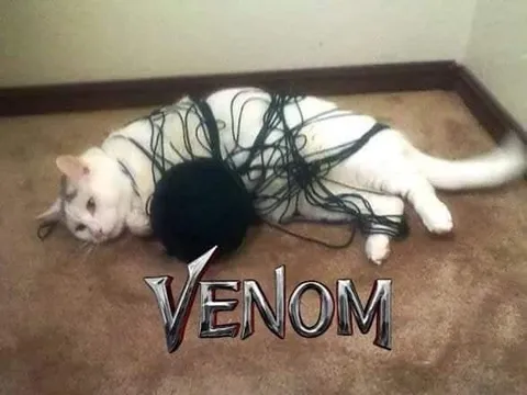Cat Becomes Venom