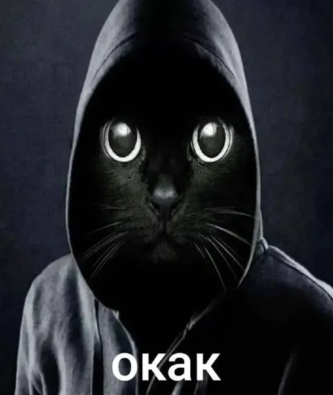 Окак — удивлённый кот