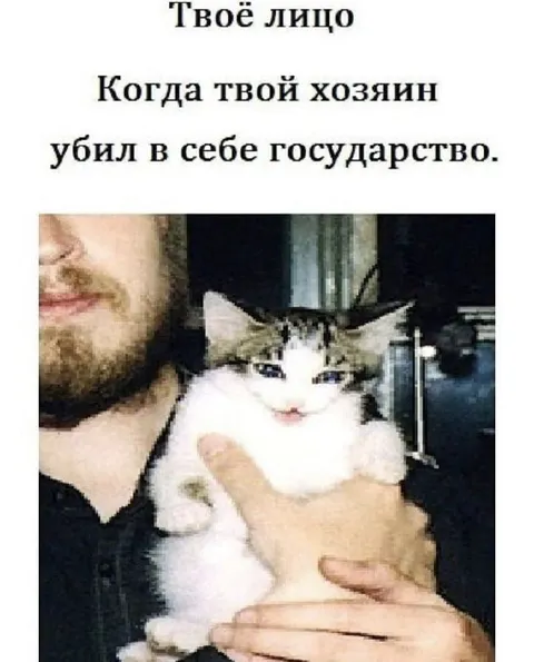 Лицо кота после анархии