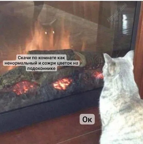 Кот согласился на всё