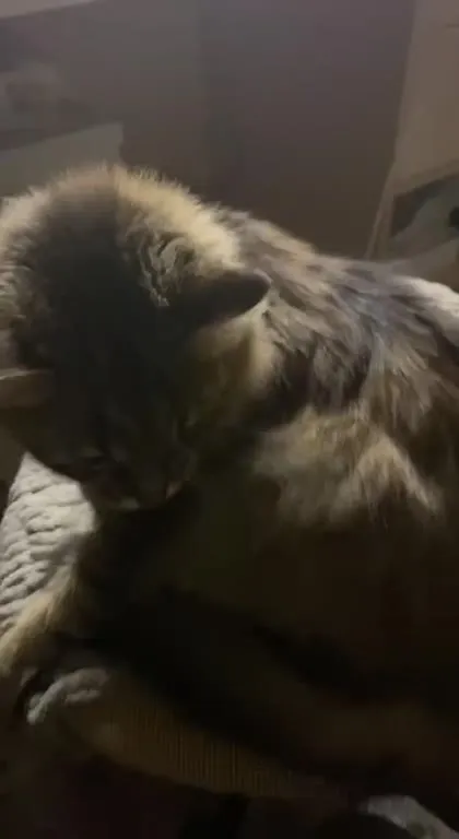 Кот внезапно начинает мяукать