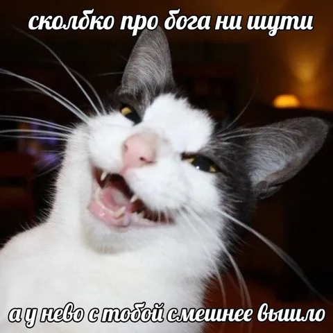Кот смеётся над шуткой