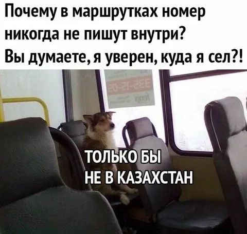 Собака в маршрутке не в Казахстан