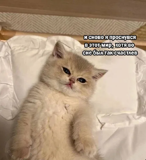 Снова проснулся в этот мир