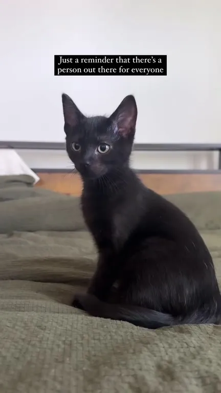 Your Person Might Be a Cat