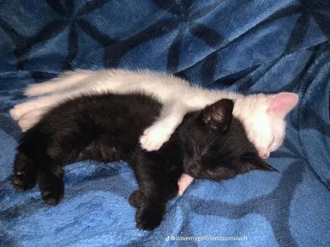 Котята крепко обнимаются