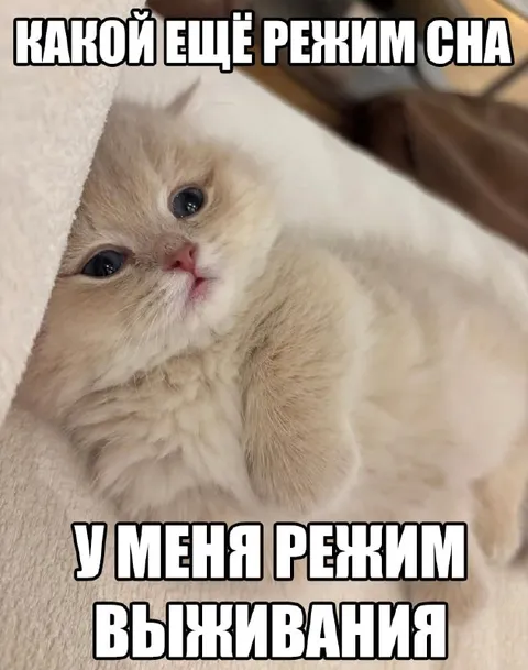 Режим выживания у котёнка