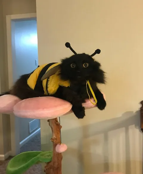 Кот в костюме пчелы