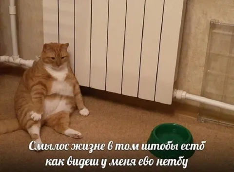 Смысл жизни — есть