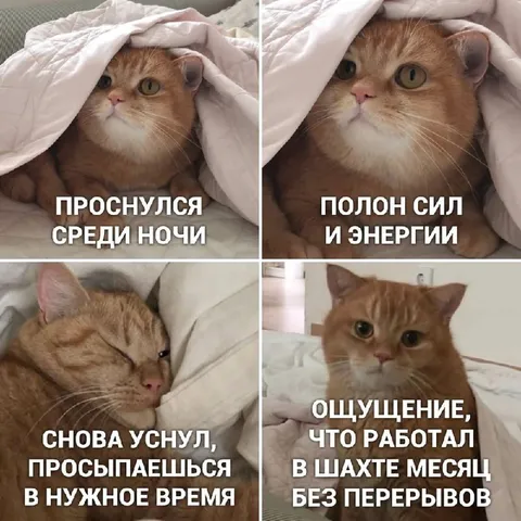 Кот проснулся для ночной смены