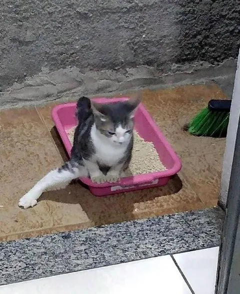 Кот в лотке с длинным хвостом