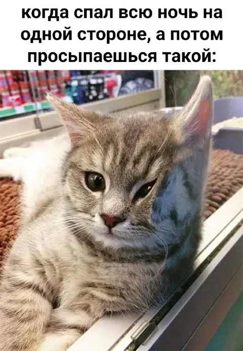 Кот после сна на боку