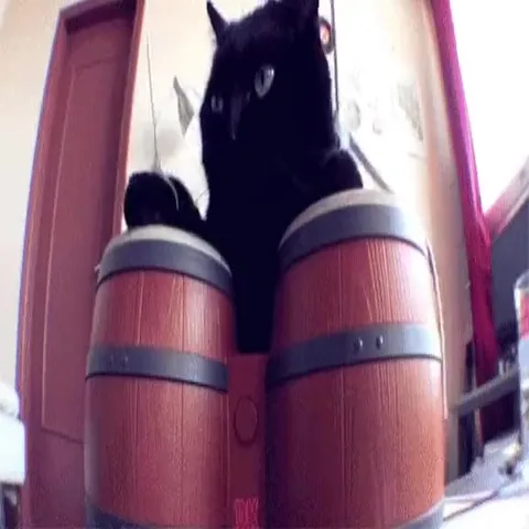 Коты сходят с ума под бит
