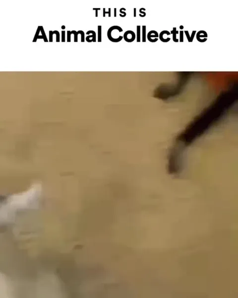 Animal Collective Cat Fight