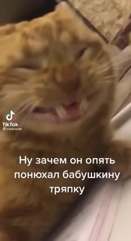 Кот снова нюхает тряпку