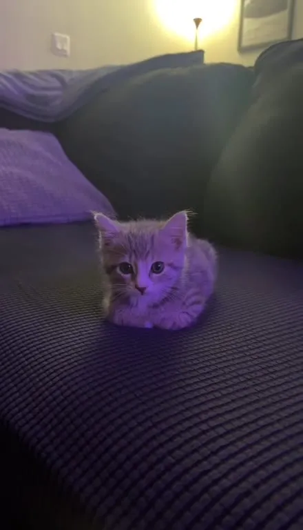 Котёнок под фиолетовым светом