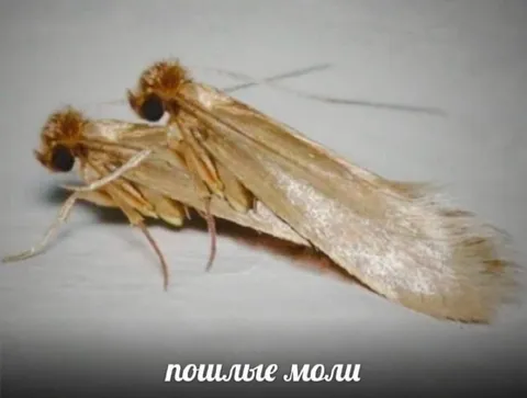 Пошлые моли