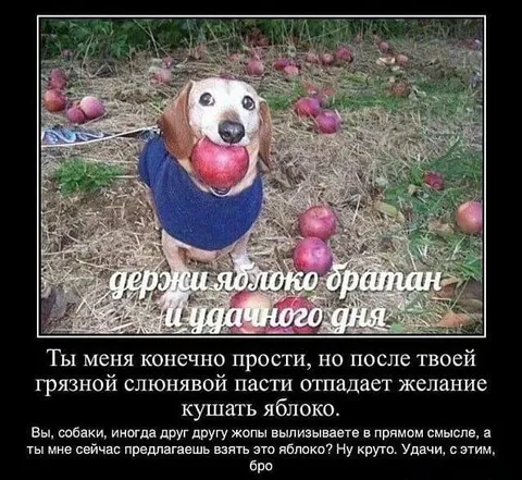 Собака с яблоком после грязной пасти