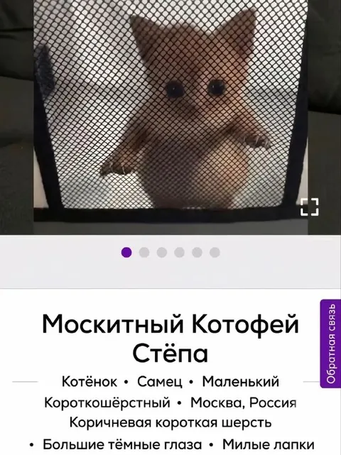 Москитный котофей Стёпа