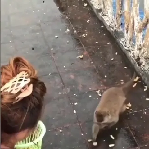 Кот внезапно бросается к хозяйке