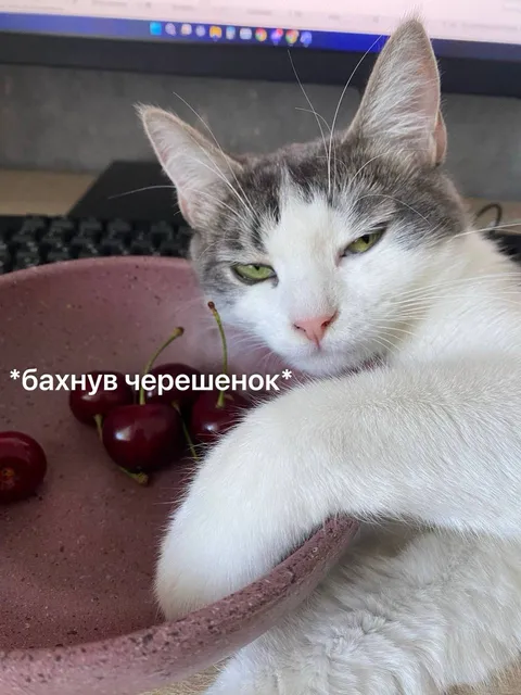 Бахнув черешенок и лежу