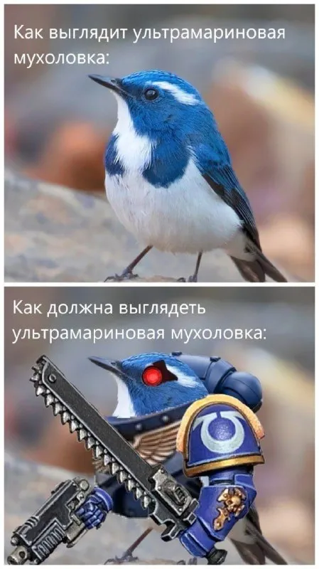 Ультрамариновая мухоловка