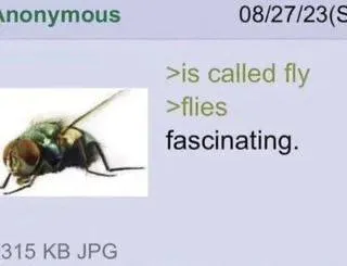 Fly Flies Fascinating