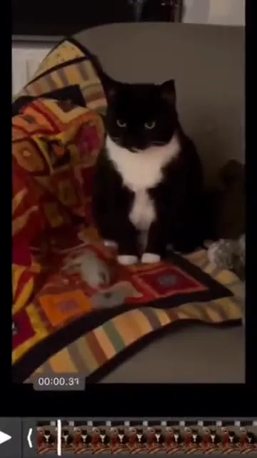 Кот внезапно начинает кричать