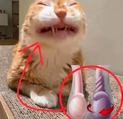 Кот и загадочные лапки