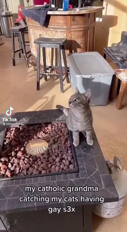 Cats Sent to Horny Jail