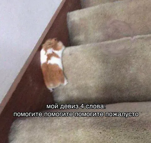 Кот застрял между диваном и стеной