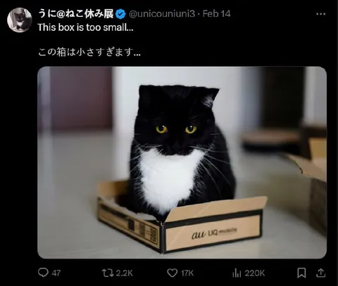 Cat in a Box Too Small