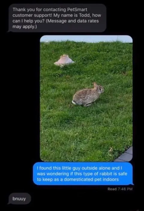 The Bnuuy PetSmart Rabbit