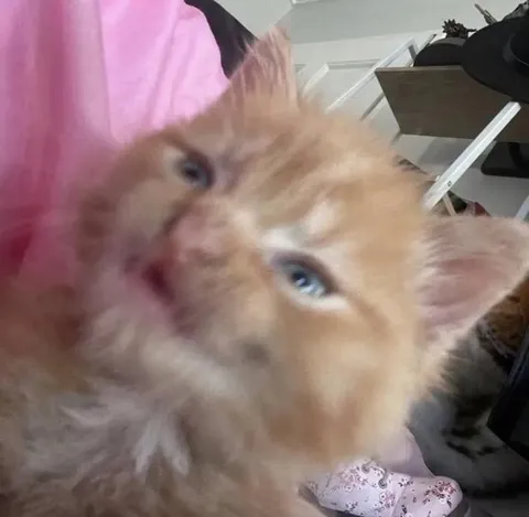 Рыжий котёнок крупным планом