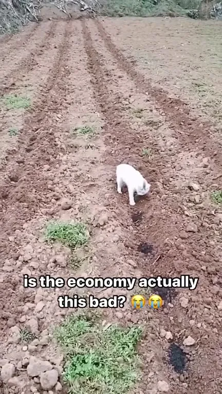 Cat Struggles Through the Economy