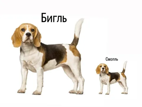 Бигль и смолль