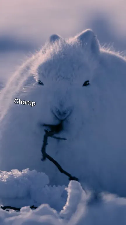 23 Seconds of Arctic Hares