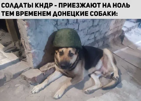 Донецкая собака в каске