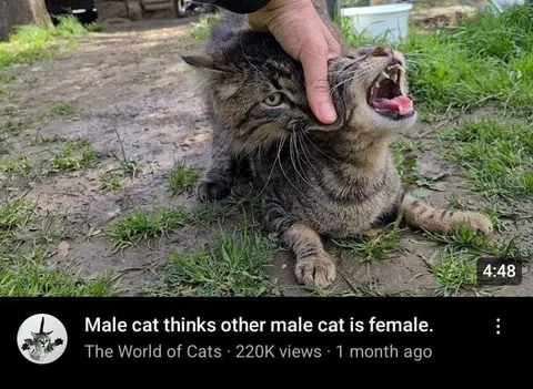 Male Cat Mistaken for Female