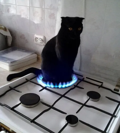 Кот на газовой плите